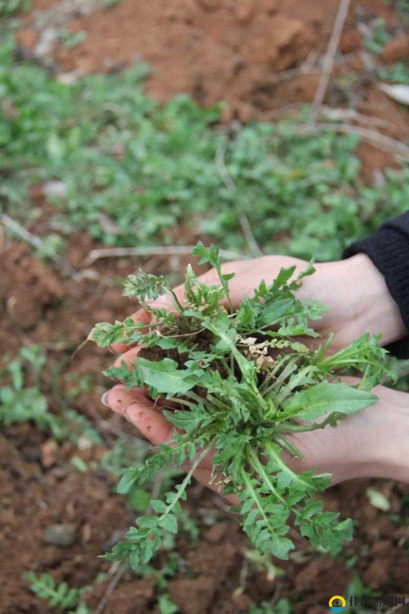 野菜采集与野外生存技巧，探索食物采集的智慧与实践之路